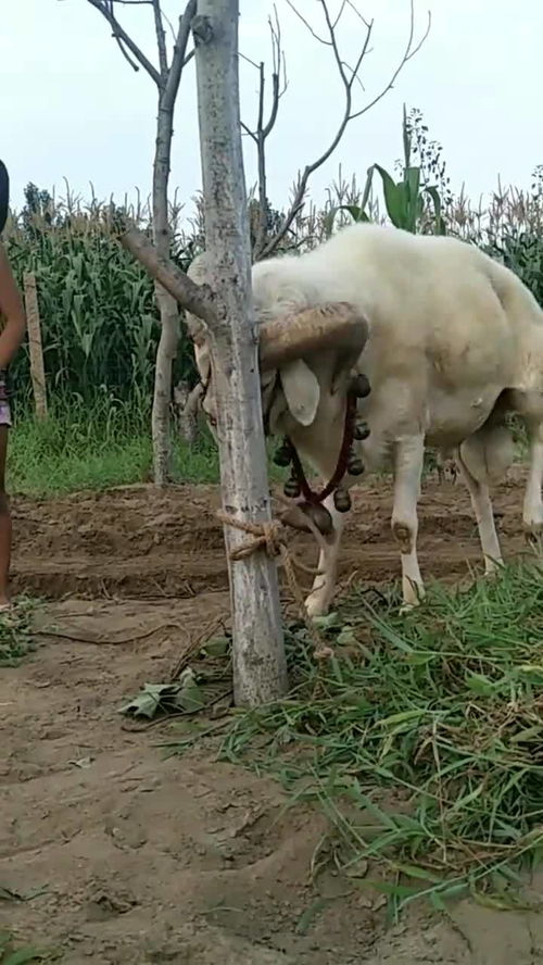 羊癫疯是一种病吗