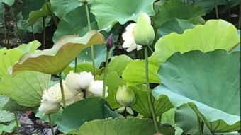 七朵莲花的介绍