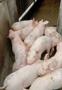 猪苗批发市场，猪苗图片