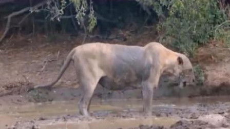羊癫疯会不会遗传后代，羊癫疯能不能根治