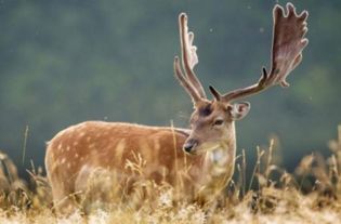 临江之麋文言文