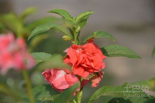 指甲花叶子能染指甲吗，指甲花叶子发白咋回事