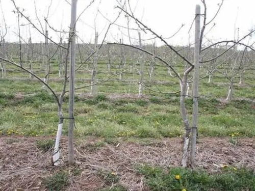 tune、june、prune的中文意思