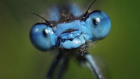 蜻蜓英语怎么说?