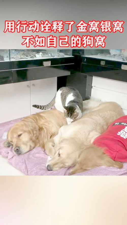 金窝银窝不如自己家的狗窝是什么意思?