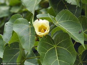 海芙蓉的药品简述