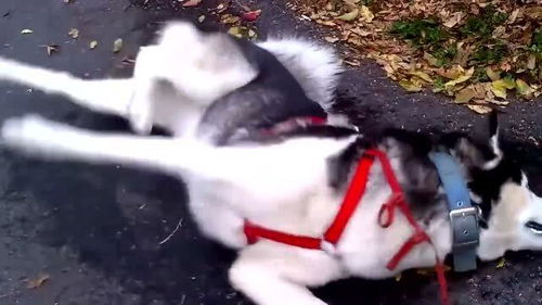 束手无措什么意思