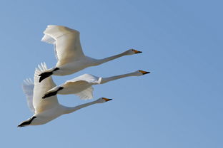 鸿鹄的意思是什么
