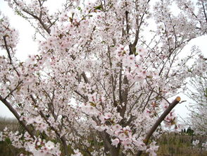 每一棵染井吉野,都值得一盏白光路灯什么意思