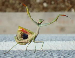 蚂蚁和蟑螂阅读答案