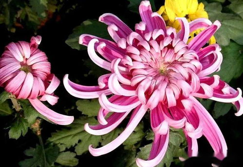 描写菊花的优美段落200字，描写菊花的优美段落100字初二下册