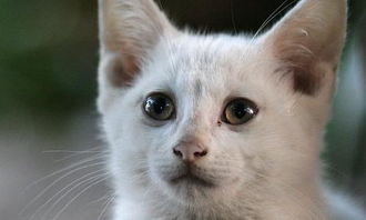 小猫的外貌描写是什么?