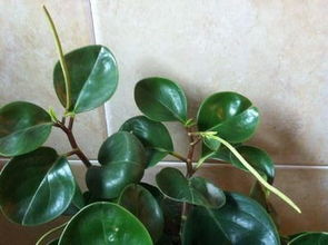 小家碧玉是什么意思