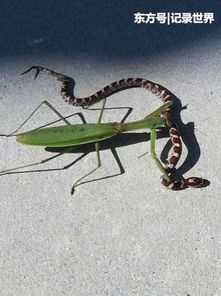 蚂蚁和螳螂阅读答案 游手好闲，蚂蚁和螳螂阅读答案你有哪些想法