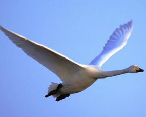 一心以为有鸿鹄将至的鸿鹄的意思，鸿鹄的意思古文