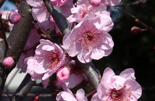 二十四番花信风口诀，二十四番花信风川原无处着繁红魏了翁
