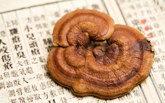 肉灵芝是什么 肉灵芝解释