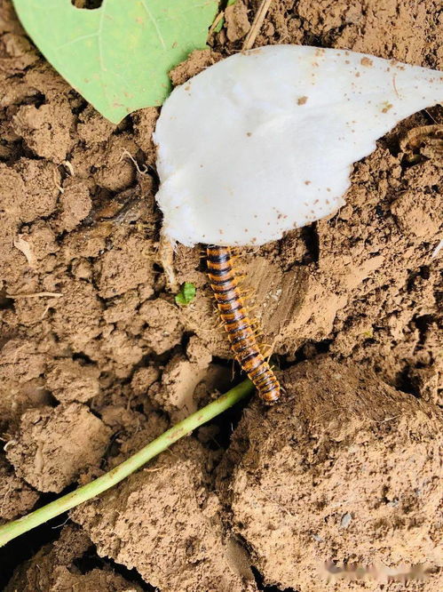 千脚虫为什么总是爬到家里来，千脚虫是什么