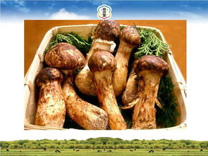 法国松茸巧克力，法国松茸煲鸡