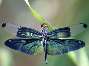 蜻蜓的英文单词怎么读，蜻蜓的英文是什么