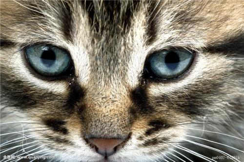 小学二年级描写小猫的外形特点，二年级描写小猫的外形特点