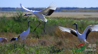 还有一只丹顶鹤是哪首歌的歌词，还有一只丹顶鹤打三个数字