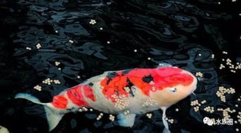 女生养鱼什么意思，网络术语养鱼什么意思