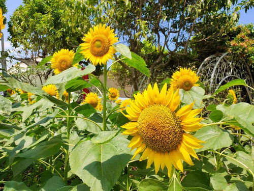 “四月清”和“雨乍晴”出自哪首古诗?