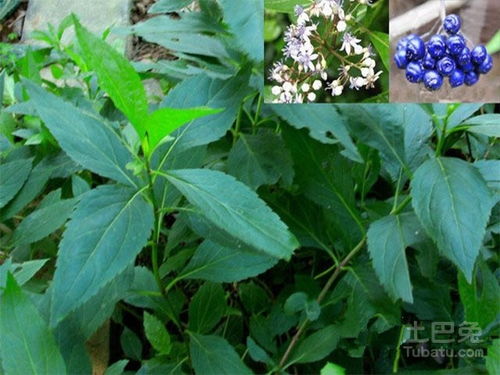 蜀漆是什么?蜀漆的功效有哪些?