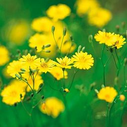 落红成阵风飘万点正愁人是引用谁的诗句，落红成阵西厢记