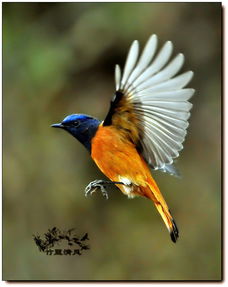 雄鸟筑巢还是雌鸟筑巢，雄鸟图片