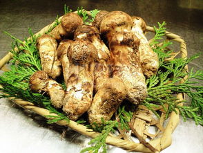 请问一下松茸和松露区别是什么?