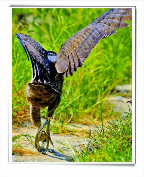 鸩鸟是什么生物