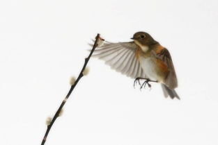 男人梦见蛇上身是什么预兆，梦见蛇上身是什么预兆但是他没咬人