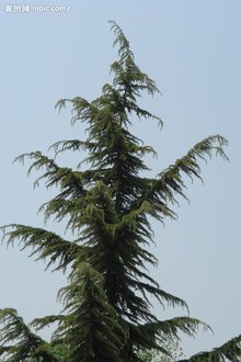 松柏造句，松柏木命