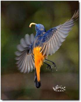 古人以什么命名雄鸟?