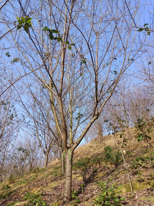 染井吉野樱花树，染井吉野和晚樱的区别