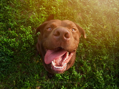 labradors，labrador怎么读