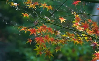 一场秋雨一场寒的下一句是什么?