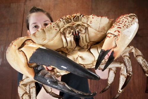 巨型帝王蟹腿怎么做，巨型帝王蟹的照片