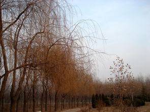 好景常在，好景君须记全诗