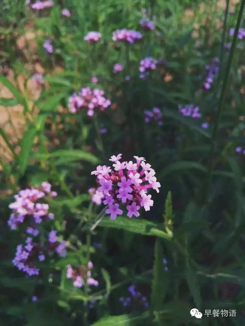 我喜爱的植物_350字_小学作文