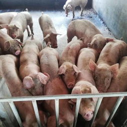 豪猪猪苗如何人工养殖