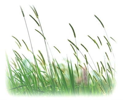 水稻田埂打什么药能够除尽杂草?谢谢