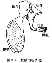 耳鼓膜内陷如何恢复，耳鼓膜穿孔能治好吗