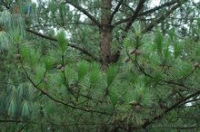 松柏是一种树还是两种树