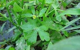 石龙芮的功效与作用百科，石龙芮的功效与作用营养价值乐哈康网