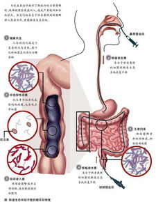 microbiota翻译，microbiota怎么读
