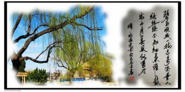 关于春风的比喻句，春风的比喻句二年级下册