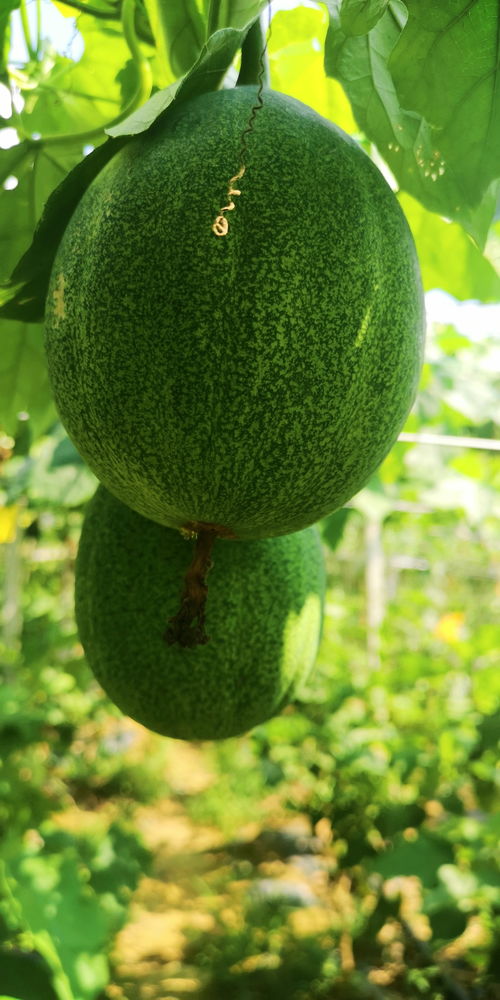 栝楼怎么读拼音，栝楼怎么读拼音怎么写